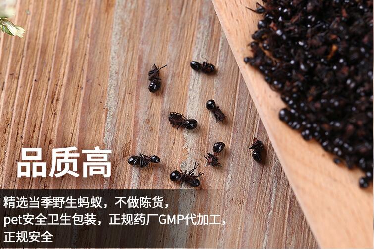 黑蚂蚁泡酒的功效是什么？