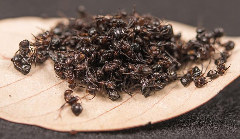 黑蚂蚁的副作用及怎么吃效果好