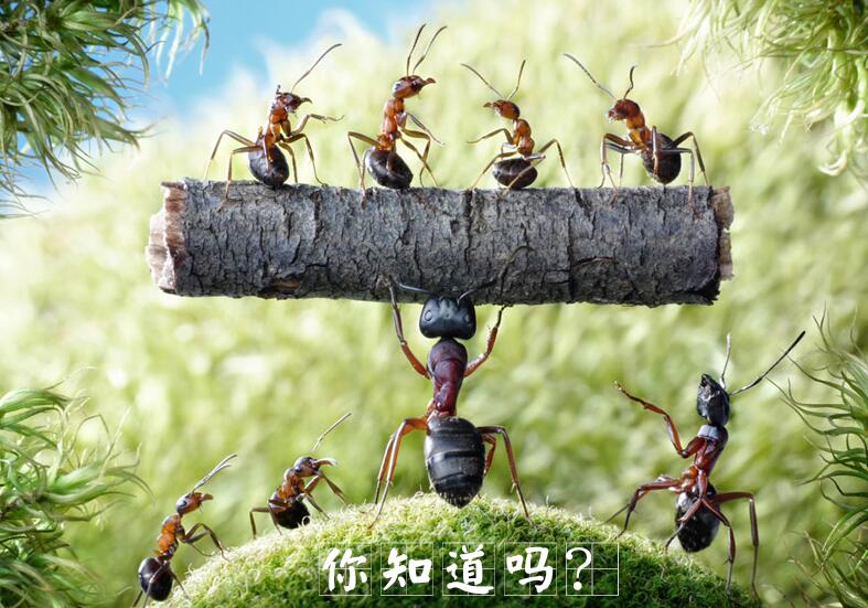 大黑蚂蚁功效与作用有哪些